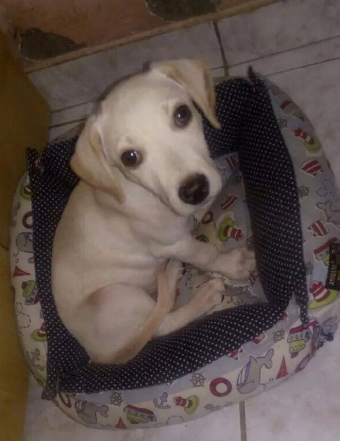 Cachorro ra a SRD idade 2 a 6 meses nome Chantilly