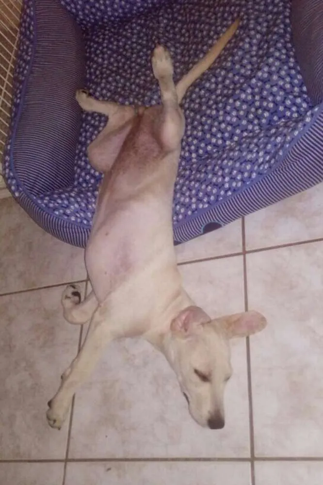 Cachorro ra a SRD idade 2 a 6 meses nome Chantilly