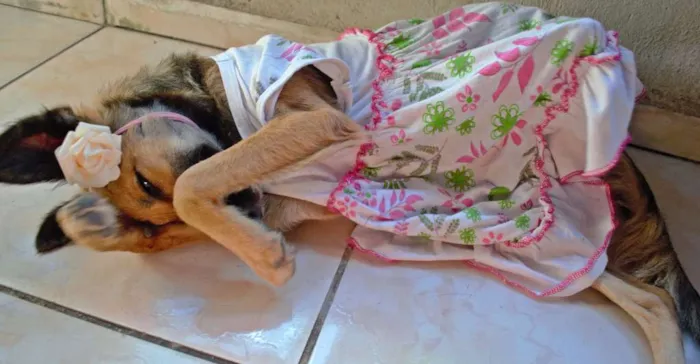 Cachorro ra a SRD idade 2 a 6 meses nome Pão de Mel