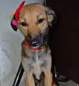 Pão de Mel