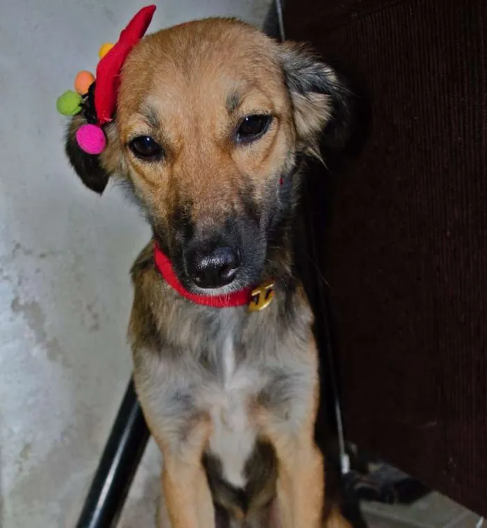 Cachorro ra a SRD idade 2 a 6 meses nome Pão de Mel