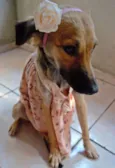Pão de Mel
