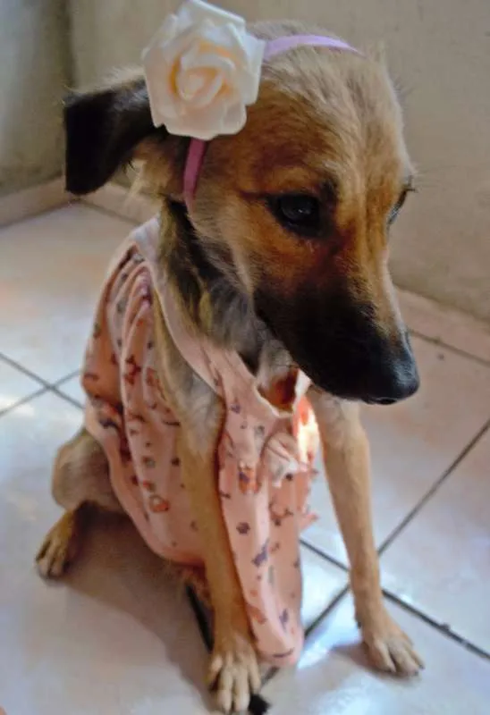 Cachorro ra a SRD idade 2 a 6 meses nome Pão de Mel