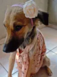 Pão de Mel