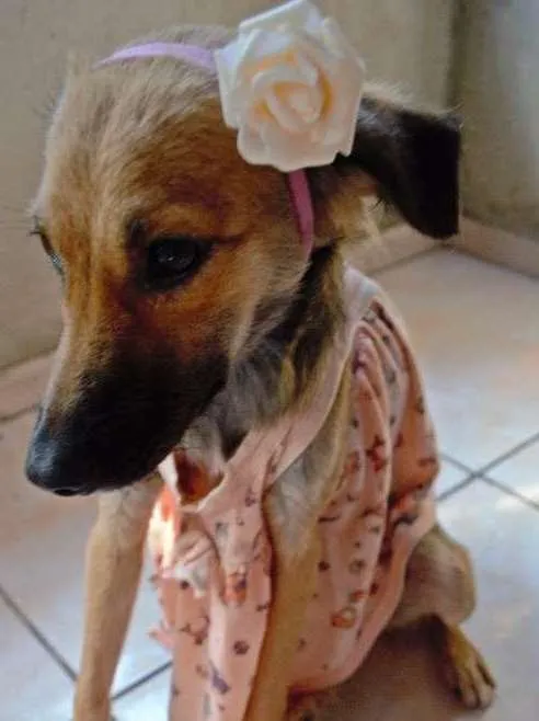 Cachorro ra a SRD idade 2 a 6 meses nome Pão de Mel
