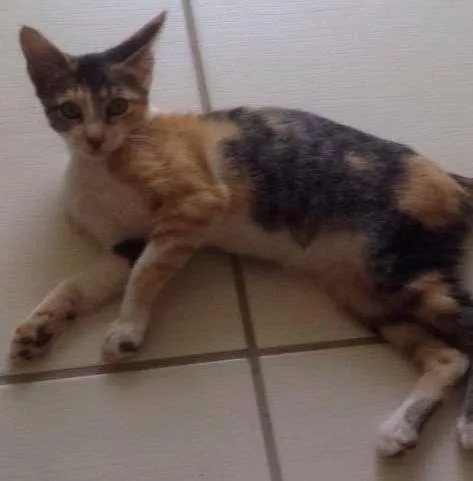 Gato ra a  idade 2 a 6 meses nome Brigit