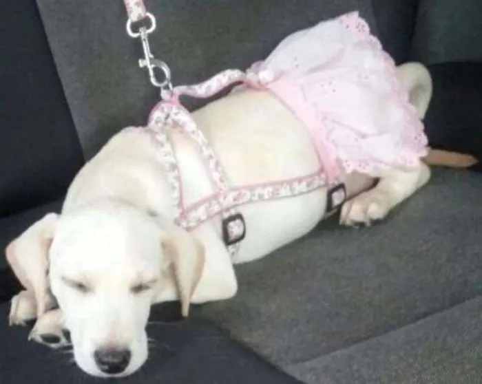 Cachorro ra a SRD idade 2 a 6 meses nome Chantilly