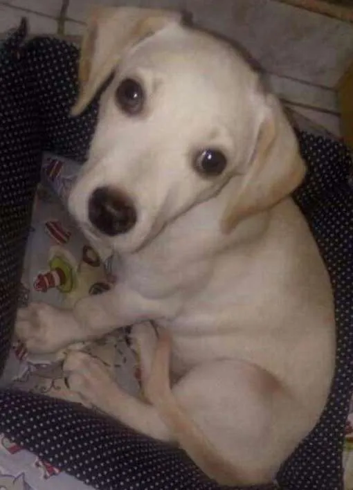 Cachorro ra a SRD idade 2 a 6 meses nome Chantilly