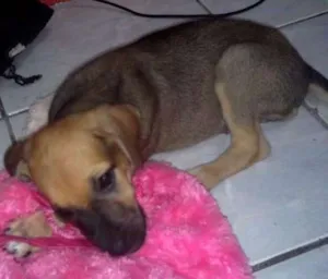Cachorro raça Nao sabemos ela é muito novinha idade 2 a 6 meses nome Mel
