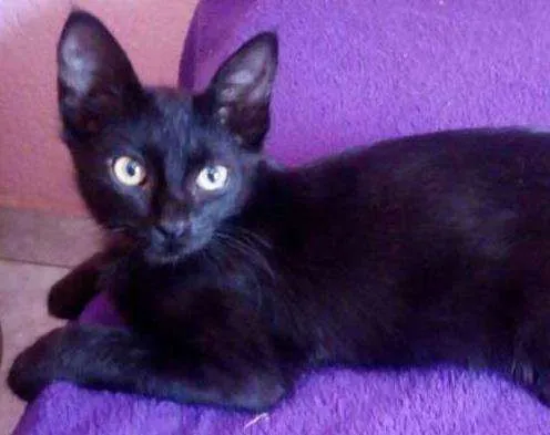 Gato ra a SRD idade 2 a 6 meses nome Pretinhas