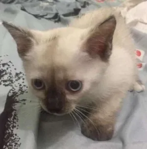 Gato raça Vira latas idade Abaixo de 2 meses nome Ainda sem nome