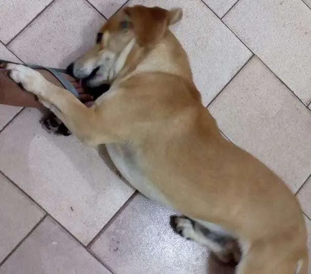 Cachorro ra a Mestiço idade 2 anos nome Sansão