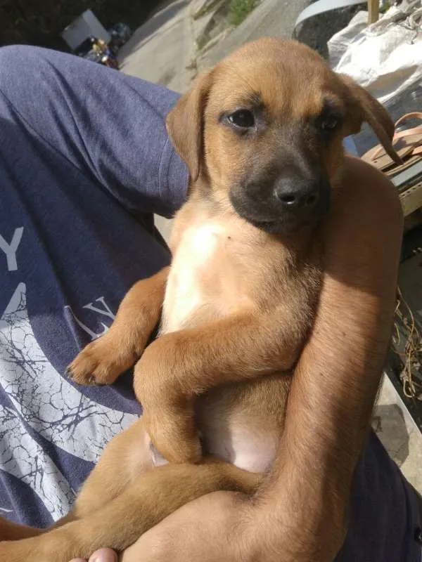 Cachorro ra a SDR idade 2 a 6 meses nome ????