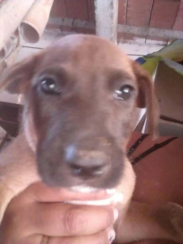 Cachorro ra a SDR idade 2 a 6 meses nome ????