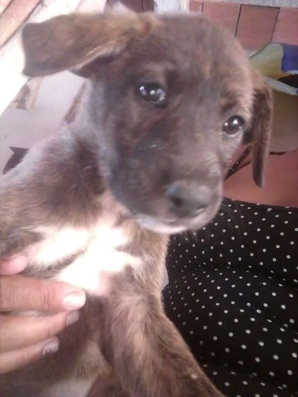 Cachorro ra a SDR idade 2 a 6 meses nome ????