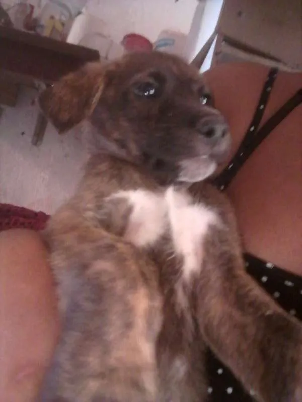 Cachorro ra a SDR idade 2 a 6 meses nome ????