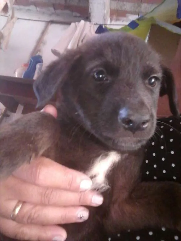 Cachorro ra a SDR idade 2 a 6 meses nome ????