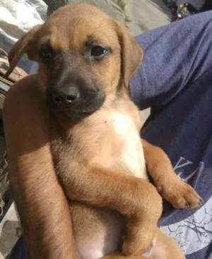 Cachorro raça SDR idade 2 a 6 meses nome ????