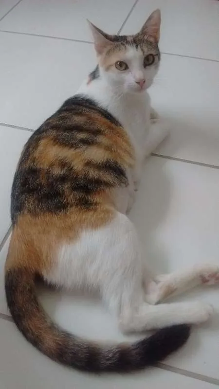 Gato raça SRD idade 1 ano nome Lótus - Castrada