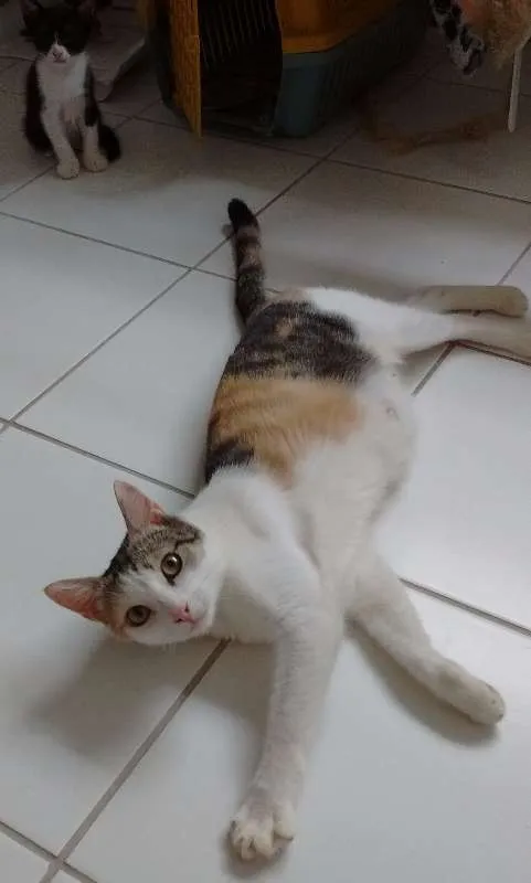 Gato raça SRD idade 1 ano nome Lótus - Castrada