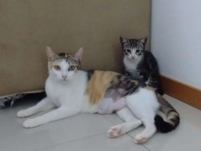 Gato raça SRD idade 1 ano nome Lótus - Castrada