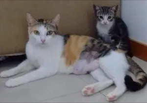Gato raça SRD idade 1 ano nome Lótus - Castrada