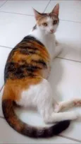 Lótus - Castrada
