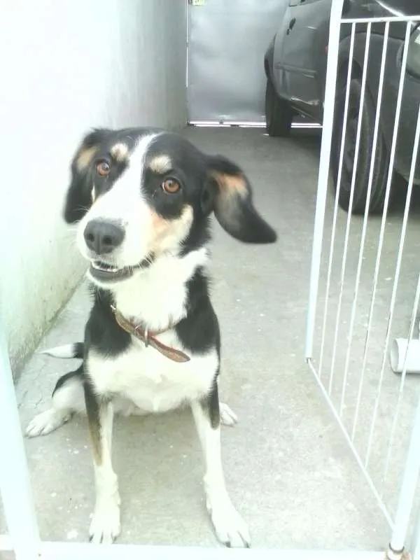 Cachorro ra a VIRA LATA idade 2 anos nome GORDINHA