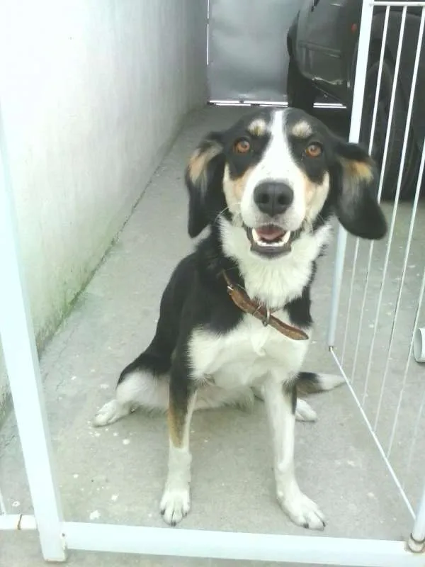 Cachorro ra a VIRA LATA idade 2 anos nome GORDINHA