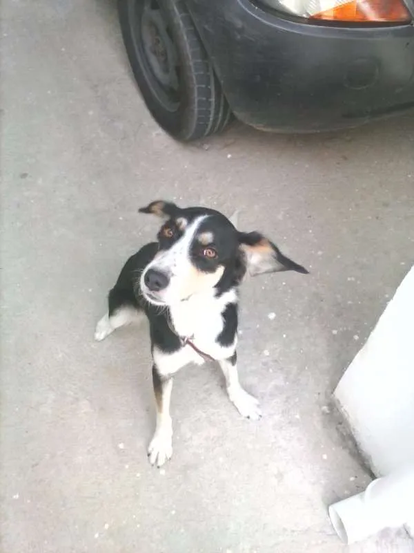 Cachorro ra a VIRA LATA idade 2 anos nome GORDINHA