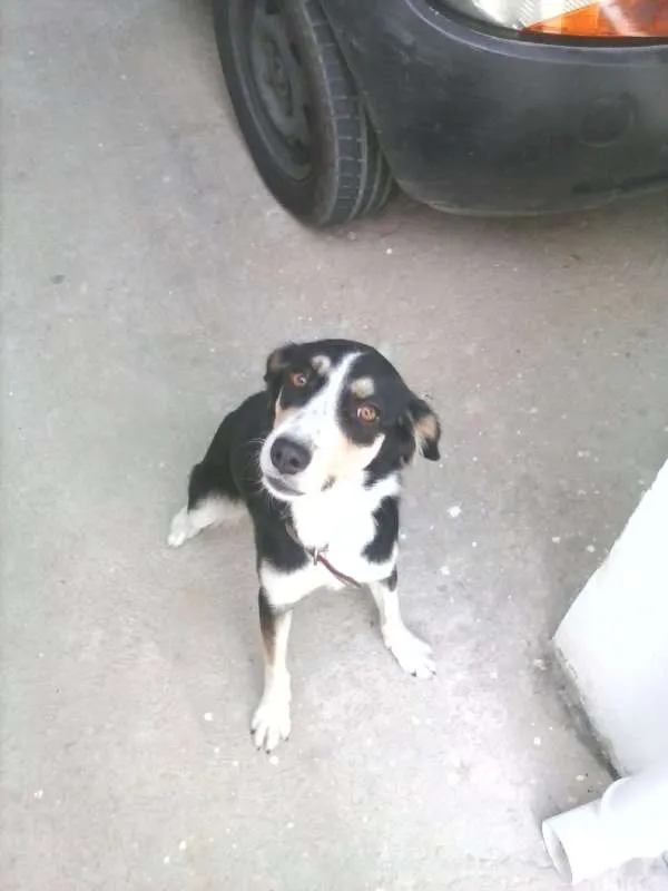 Cachorro ra a VIRA LATA idade 2 anos nome GORDINHA