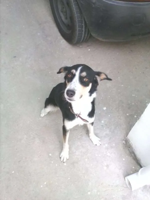Cachorro ra a VIRA LATA idade 2 anos nome GORDINHA