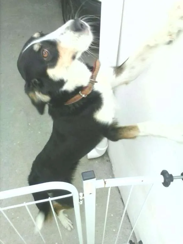 Cachorro ra a VIRA LATA idade 2 anos nome GORDINHA