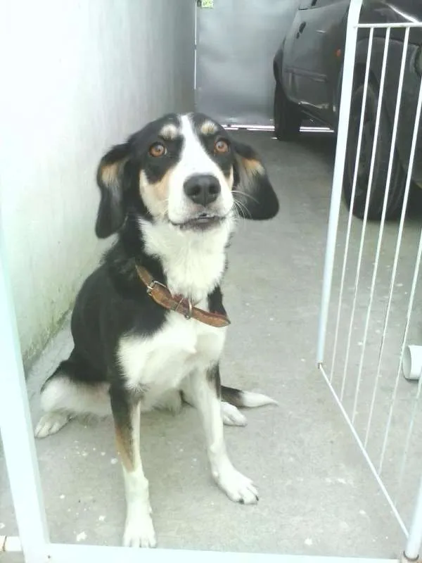 Cachorro ra a VIRA LATA idade 2 anos nome GORDINHA