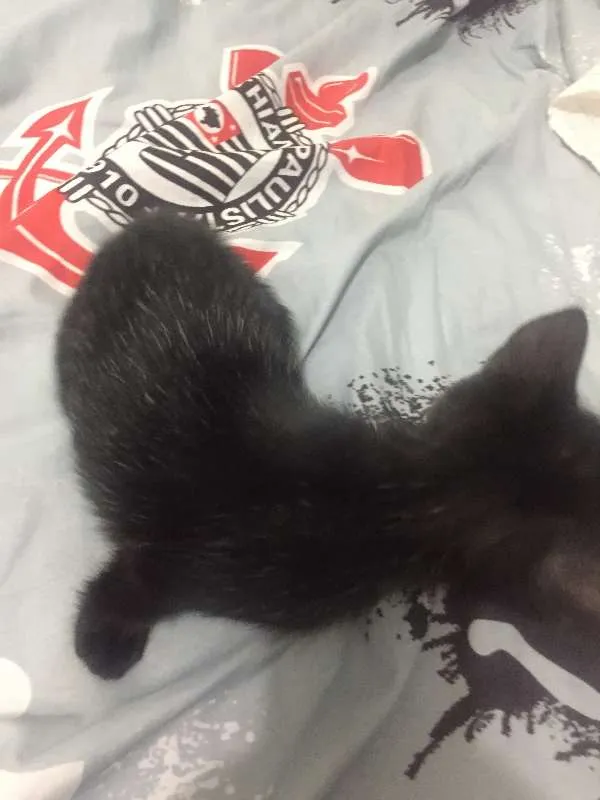 Gato ra a Sem raça idade Abaixo de 2 meses nome Sem Nome