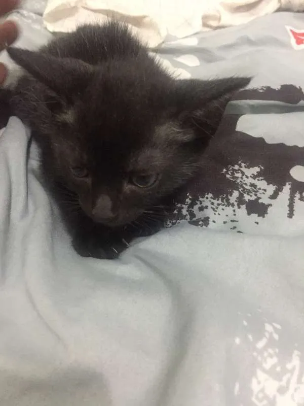 Gato ra a Sem raça idade Abaixo de 2 meses nome Sem Nome