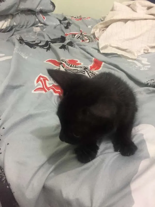 Gato ra a Sem raça idade Abaixo de 2 meses nome Sem Nome