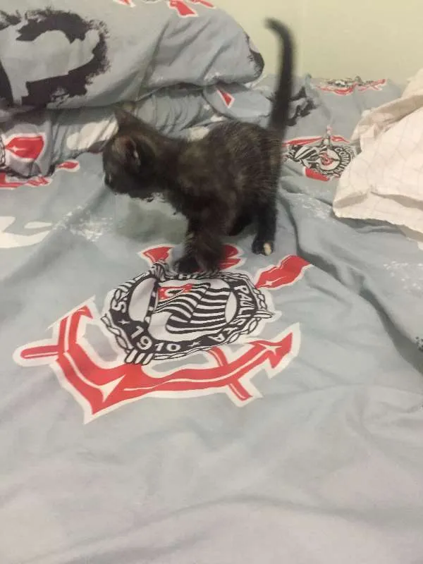 Gato ra a vira idade Abaixo de 2 meses nome Gatinha