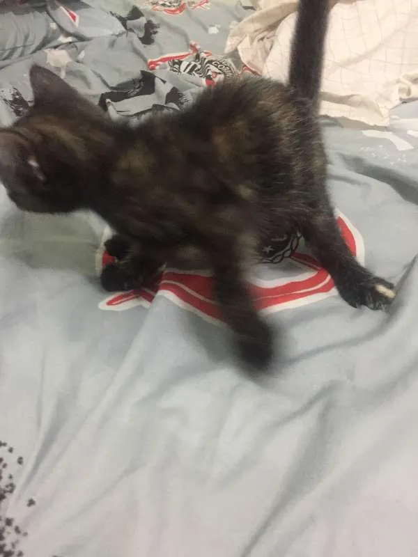 Gato ra a vira idade Abaixo de 2 meses nome Gatinha