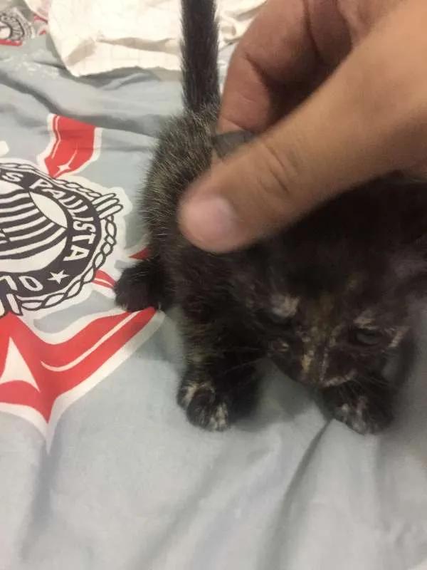 Gato ra a vira idade Abaixo de 2 meses nome Gatinha