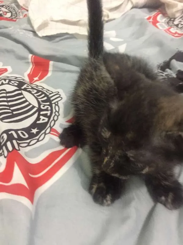 Gato ra a vira idade Abaixo de 2 meses nome Gatinha