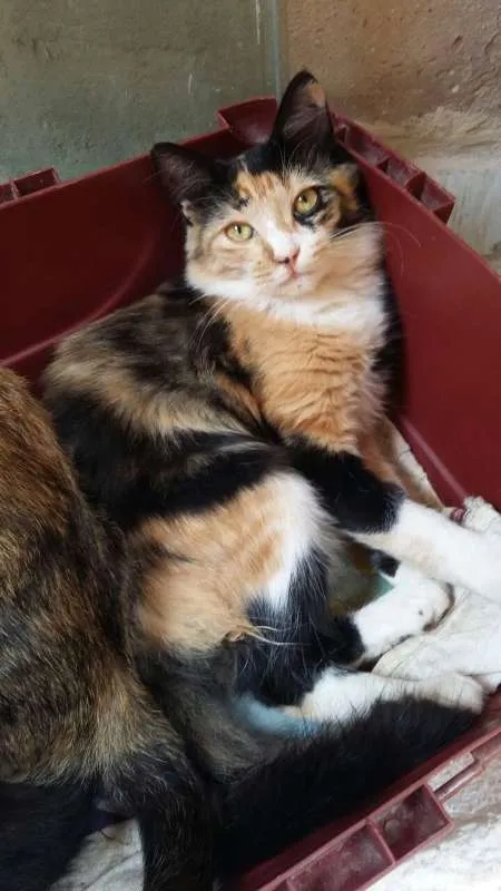 Gato ra a SRD idade Abaixo de 2 meses nome ADOTE