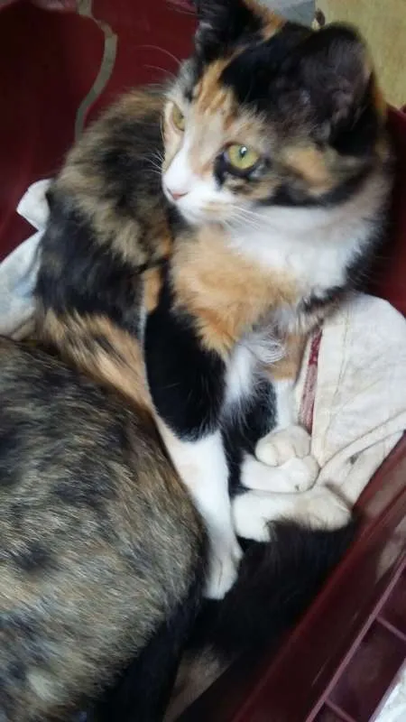 Gato ra a SRD idade Abaixo de 2 meses nome ADOTE
