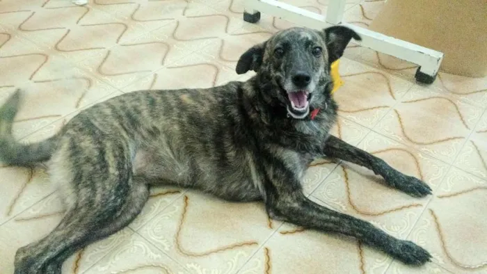 Cachorro ra a Srd idade 1 ano nome Rajah