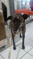 Rajah