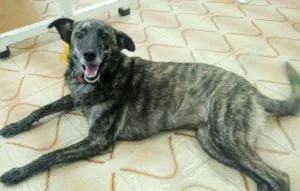Cachorro raça Srd idade 1 ano nome Rajah