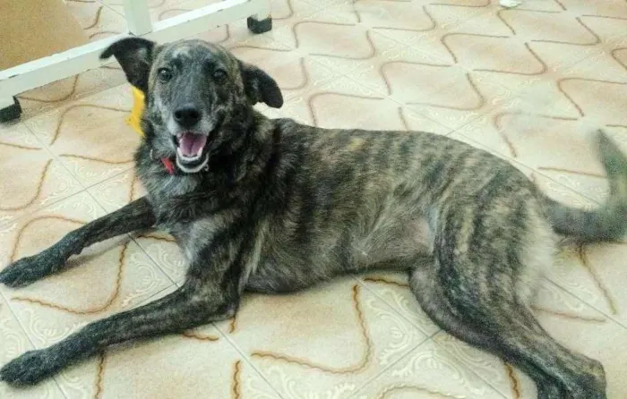 Cachorro ra a Srd idade 1 ano nome Rajah