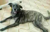 Cachorro raça Srd idade 1 ano nome Rajah