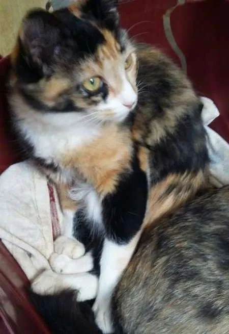 Gato ra a SRD idade Abaixo de 2 meses nome ADOTE
