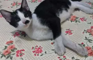 Gato raça  idade 2 a 6 meses nome Chaplin